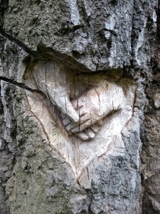 Cœur sculpté dans l’écorce d’un arbre, symbole de connexion à la nature et de bien-être, illustrant l’approche d’une praticienne holistique à Lille.