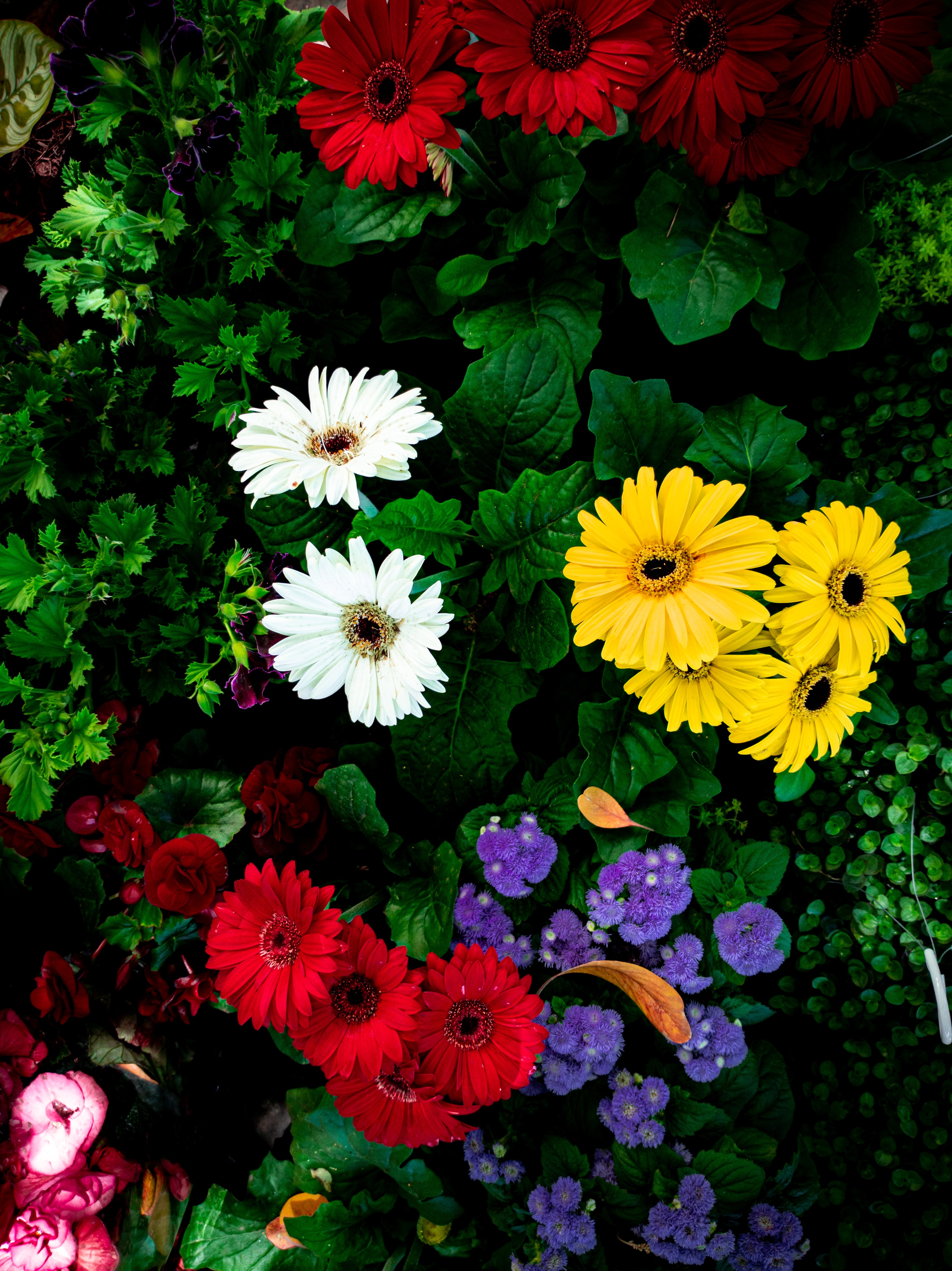 Massif de fleurs colorées composé de gerberas rouges, blancs et jaunes entourés de feuillage vert dense, avec des petites fleurs violettes dispersées et quelques feuilles tombées sur le sol.