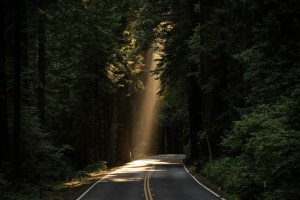 autoroute immergée dans une forêt traversée par un rayon de lumière du soleil, symbolisant l'éclairage que peut apporter le chamanisme dans les Hauts de France sur notre chemin spirituel